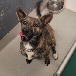 PetRescue Pet of the Week: Roscoe