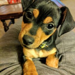 Vet Corner: There’s no such things as a free dog