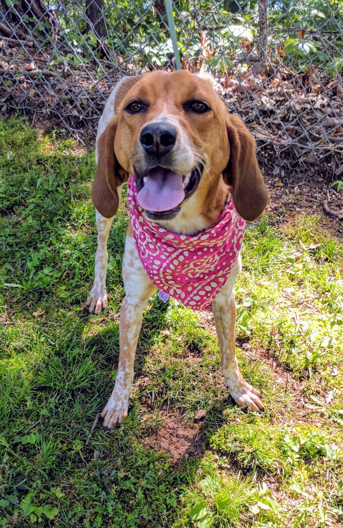 Courteous Canine Training: Barking–It’s What Dogs Do!