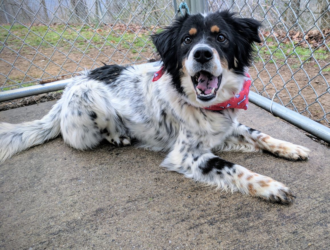 Vet Corner: Bugs and Worms