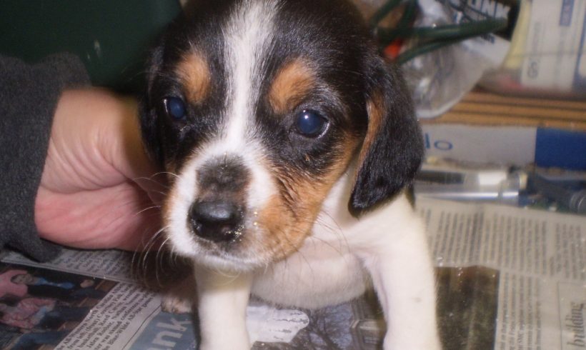 Vet Corner: A Short Course in Puppy Health Vet Corner: A Short Course in Puppy Health