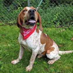 Vet Corner: Geriatric Pets Vet Corner: Geriatric Pets