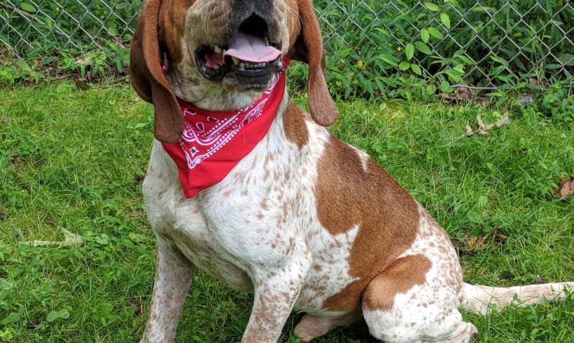Vet Corner: Geriatric Pets Vet Corner: Geriatric Pets