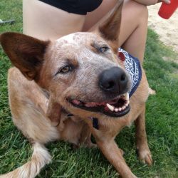 Vet Corner: Itchy Pet Vet Corner: Itchy Pet