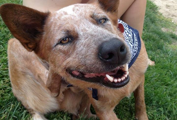 Vet Corner: Itchy Pet Vet Corner: Itchy Pet